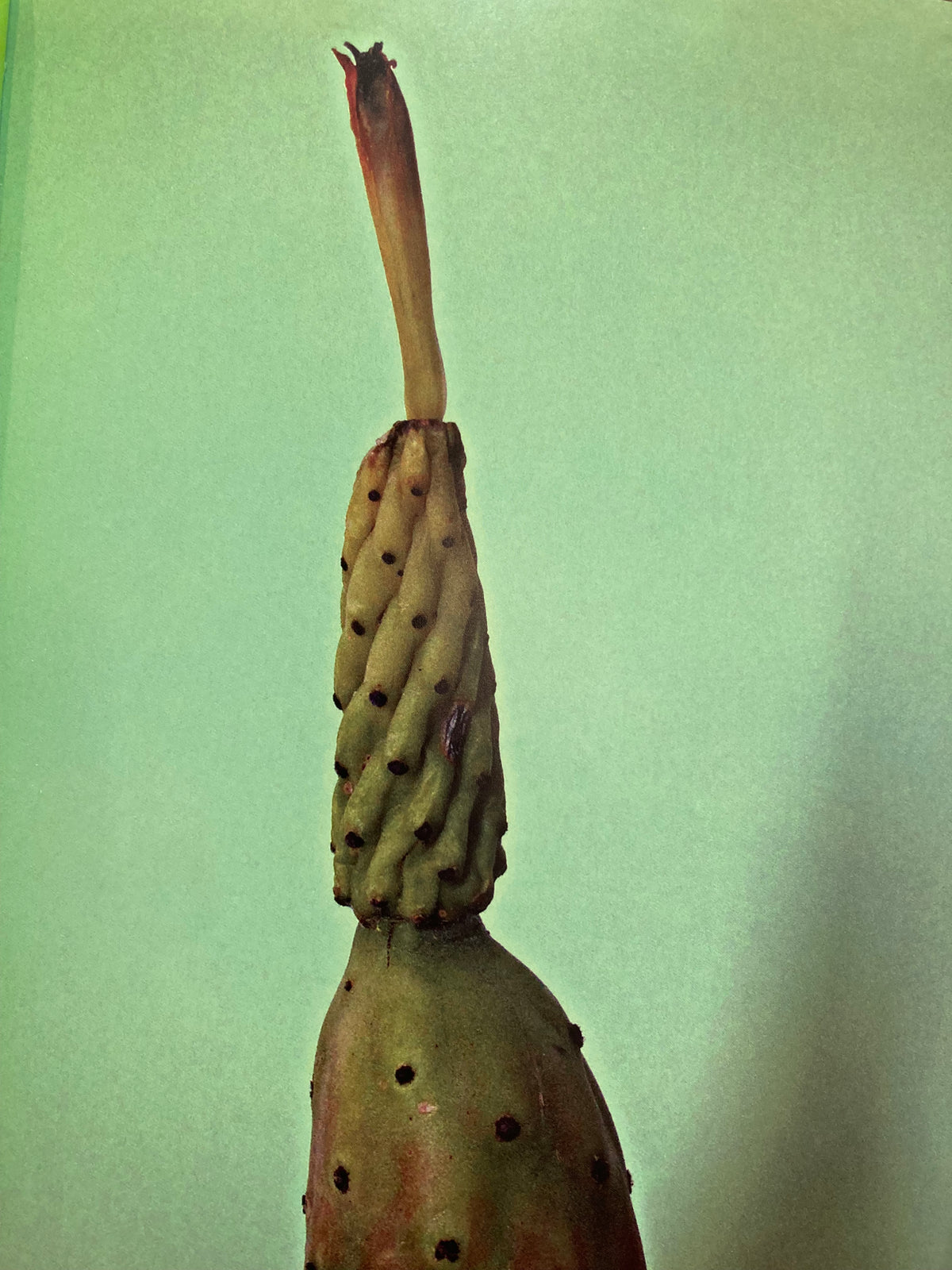BOTÁNICA POÉTICA