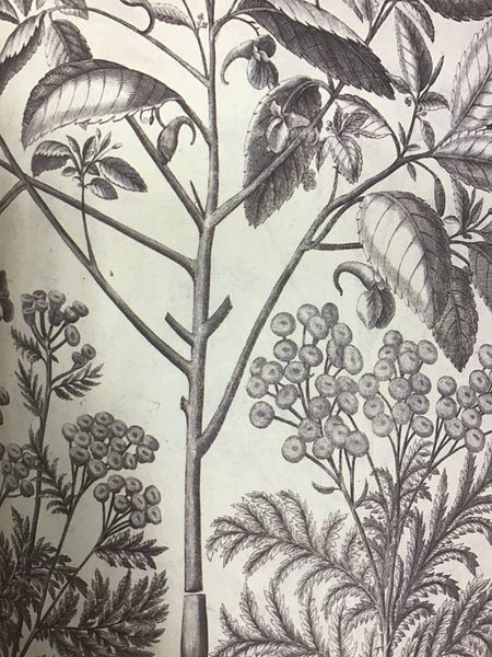 Álbum de plantas prohibidas