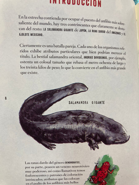 El ajolote