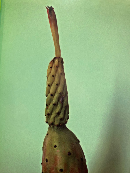 BOTÁNICA POÉTICA