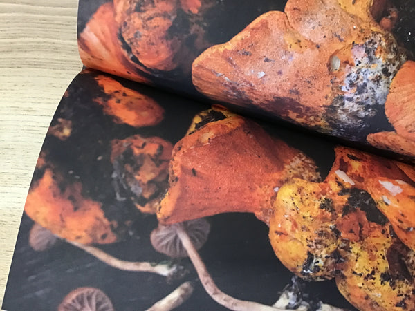 Diccionario gastronómico de hongos mexicanos