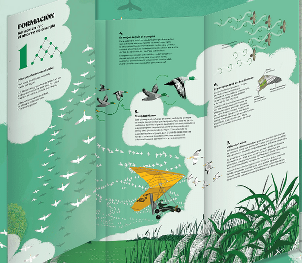 Coreografias animales