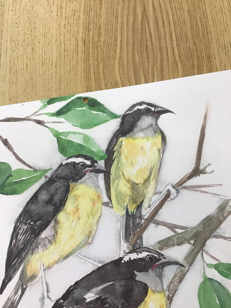 Calendario de aves endémicas y comunes de Puerto Rico 2026